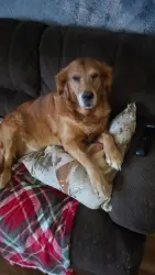 Lost Female Dog last seen Field on sansabaugh rd, Pine Bush, NY 12566