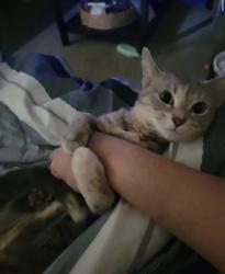 Lost Female Cat last seen 32nd street emerald , Chicago, IL 60616