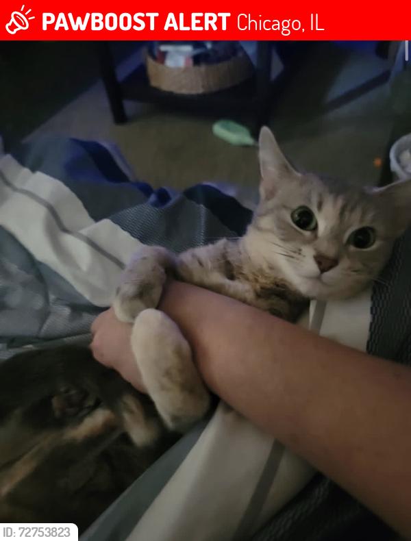 Lost Female Cat last seen 32nd street emerald , Chicago, IL 60616