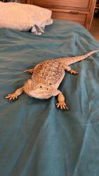 Lost Female Reptile last seen Building 3 from sourh Cream with Turquoise trim, Hobe Sound, FL 33455