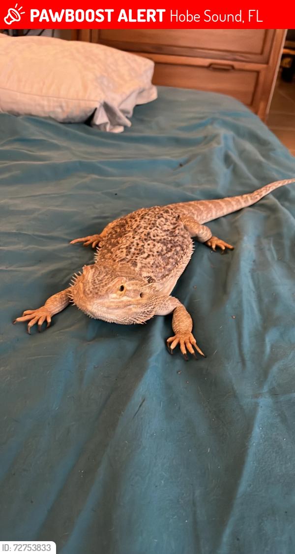 Lost Female Reptile last seen Building 3 from sourh Cream with Turquoise trim, Hobe Sound, FL 33455