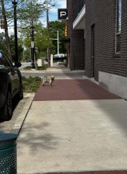 Lost Male Dog last seen he was last seen at the apmts in front of Coyote drive in and at the entrance of coyote drive in also , Fort Worth, TX 76164