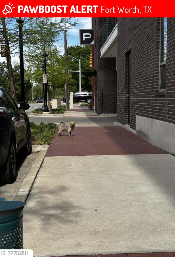 Lost Male Dog last seen he was last seen at the apmts in front of Coyote drive in and at the entrance of coyote drive in also , Fort Worth, TX 76164