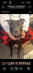 Lost Male Dog last seen Trailer park  rose bud, Bridgeview, IL 60455