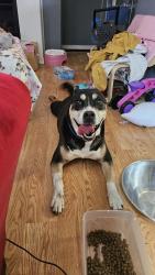 Found/Stray Male Dog last seen DQ , Affton, MO 63123