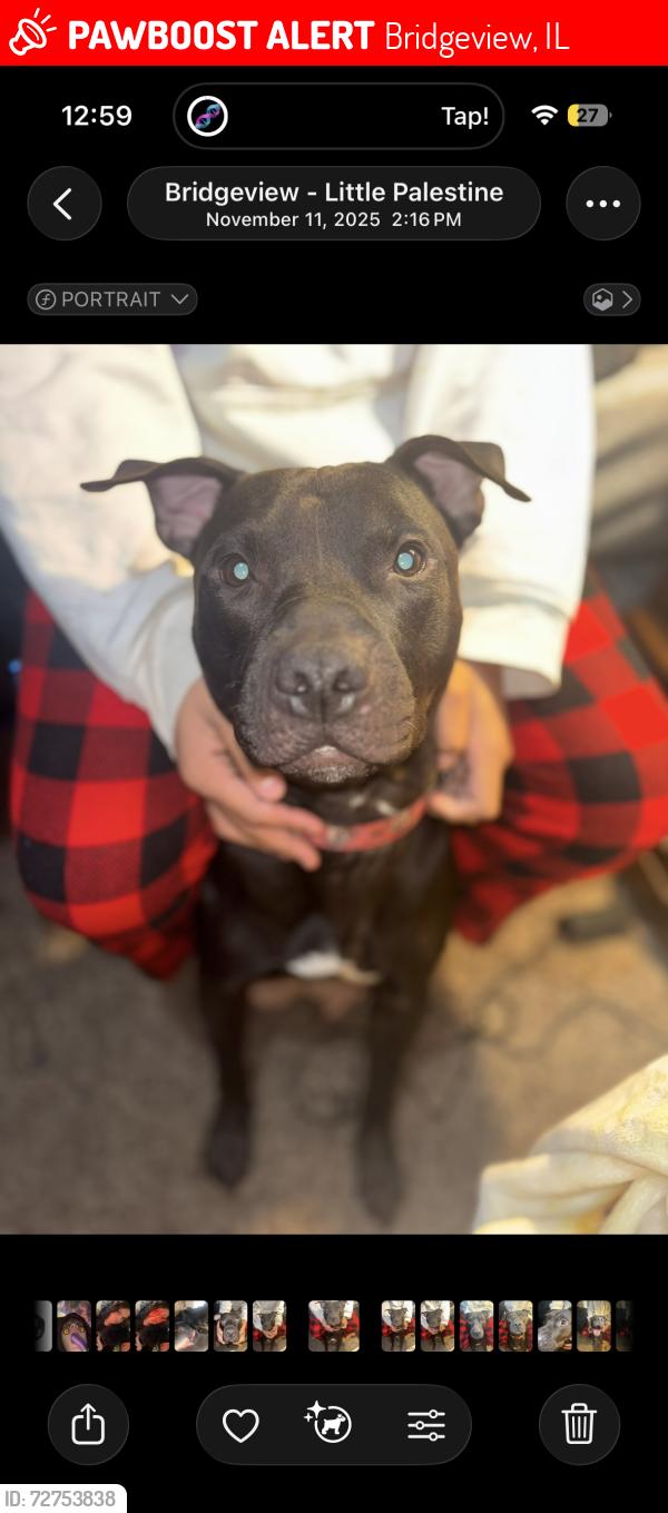 Lost Male Dog last seen Trailer park  rose bud, Bridgeview, IL 60455