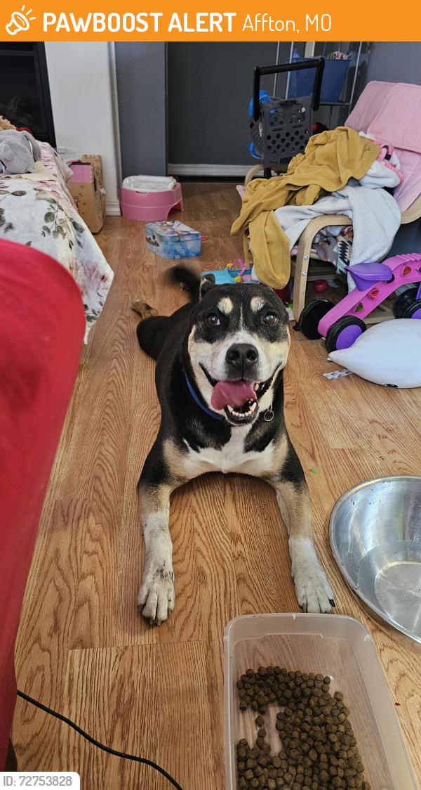 Found/Stray Male Dog last seen DQ , Affton, MO 63123
