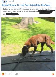 Found/Stray Male Dog last seen Spring Creek Dr headed west in alley between Summit Ridge and Glenn Ave , Rockwall, TX 75087