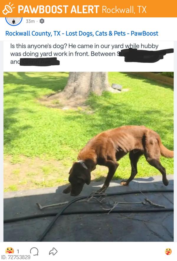Found/Stray Male Dog last seen Spring Creek Dr headed west in alley between Summit Ridge and Glenn Ave , Rockwall, TX 75087