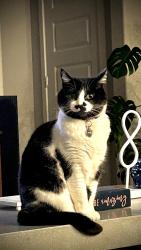 Lost Female Cat last seen Harmony and 15th, Windsor, CO 80550