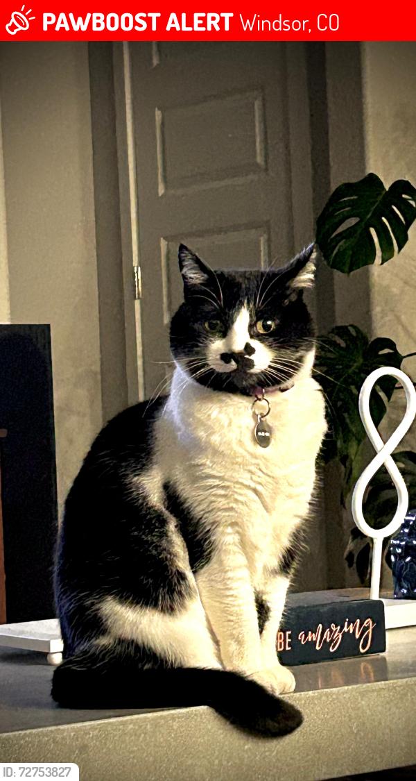 Lost Female Cat last seen Harmony and 15th, Windsor, CO 80550