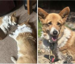 Lost Female Dog last seen 254th St ne, Bryant, WA 98223