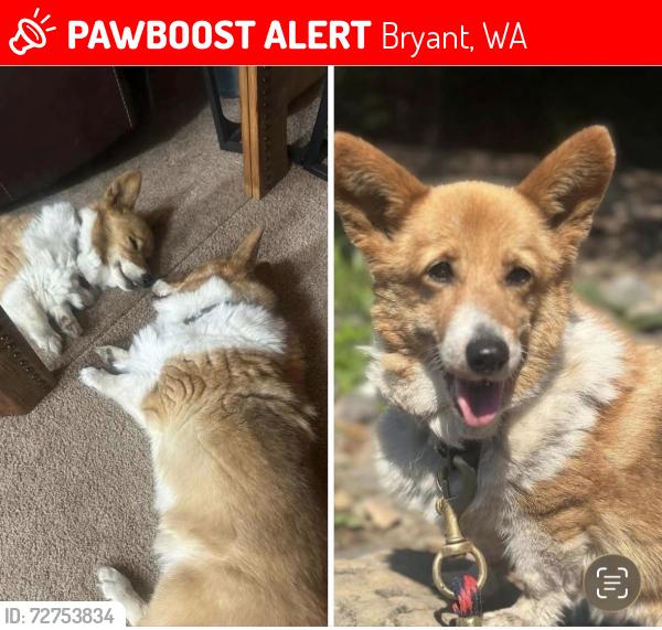 Lost Female Dog last seen 254th St ne, Bryant, WA 98223