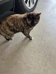 Found/Stray Female Cat last seen SW 138th & S Western, Oklahoma City, OK 73170