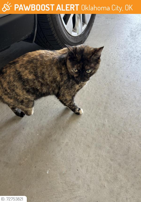 Found/Stray Female Cat last seen SW 138th & S Western, Oklahoma City, OK 73170