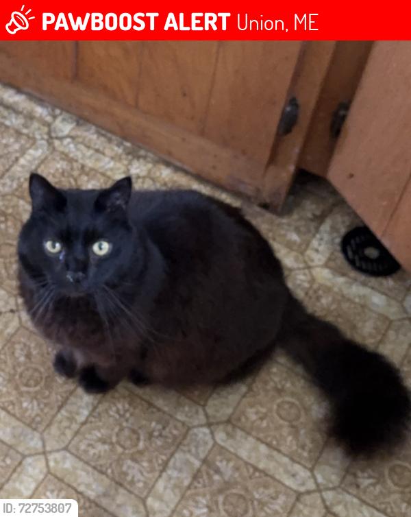 Lost Male Cat last seen Between North Union Road and Pound Hill Road, Union, ME 04862