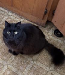 Lost Male Cat last seen Between North Union Road and Pound Hill Road, Union, ME 04862