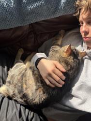 Lost Male Cat last seen Tuxedo ave, Parma, OH 44134