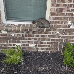 Found/Stray Female Cat last seen Northlake ests, Little Elm, TX 76227