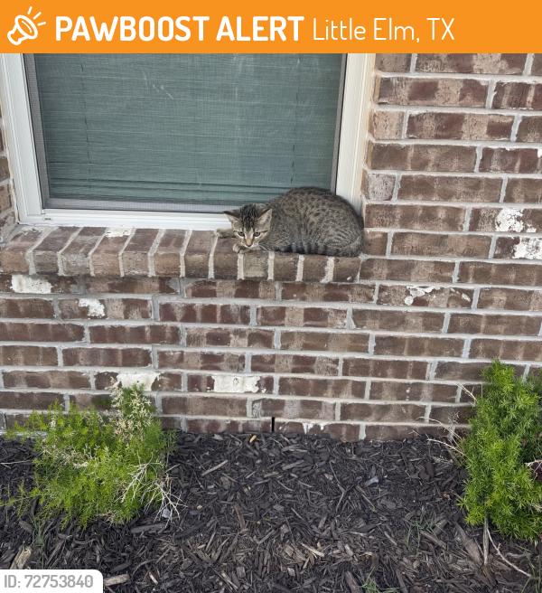 Found/Stray Female Cat last seen Northlake ests, Little Elm, TX 76227