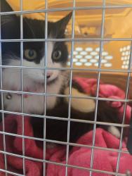Shelter Stray Female Cat last seen CROMWELL CT BAKERSFIELD, Bakersfield, CA 93307