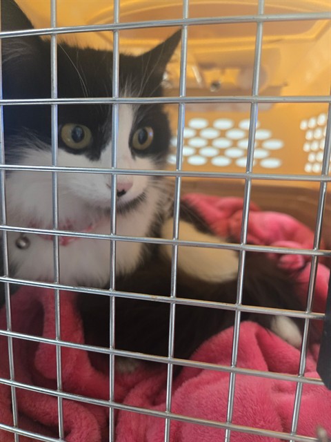 Shelter Stray Female Cat last seen CROMWELL CT BAKERSFIELD, Bakersfield, CA 93307