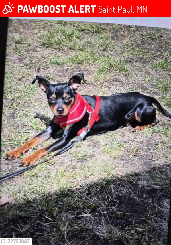 Lost Male Dog last seen Escuela humboldt, Saint Paul, MN 55107