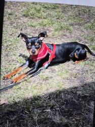 Lost Male Dog last seen Escuela humboldt, Saint Paul, MN 55107