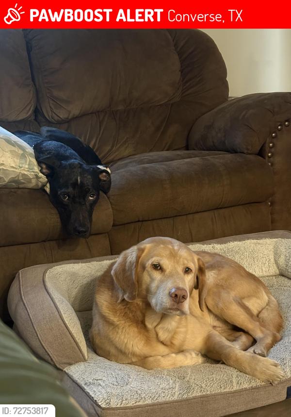 Lost Male Dog last seen Near e loop 1604 n converse tx, Converse, TX 78109