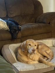 Lost Male Dog last seen Near e loop 1604 n converse tx, Converse, TX 78109