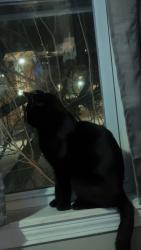 Found/Stray Male Cat last seen Wadsworth , Hartford, CT 06106