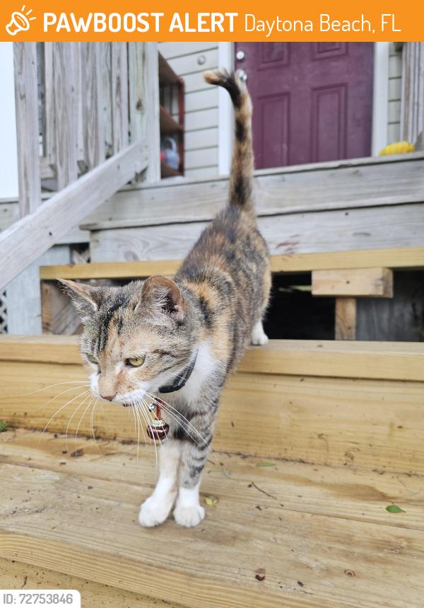 Found/Stray Female Cat last seen Frank Place, behind Leanh's Chinese Restaurant, Daytona Beach, FL 32119