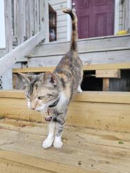 Found/Stray Female Cat last seen Frank Place, behind Leanh's Chinese Restaurant, Daytona Beach, FL 32119
