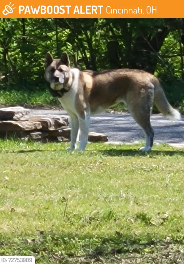 Found/Stray Unknown Dog last seen Near Newtown Road, Cincinnati, OH 45244