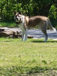 Found/Stray Unknown Dog last seen Near Newtown Road, Cincinnati, OH 45244