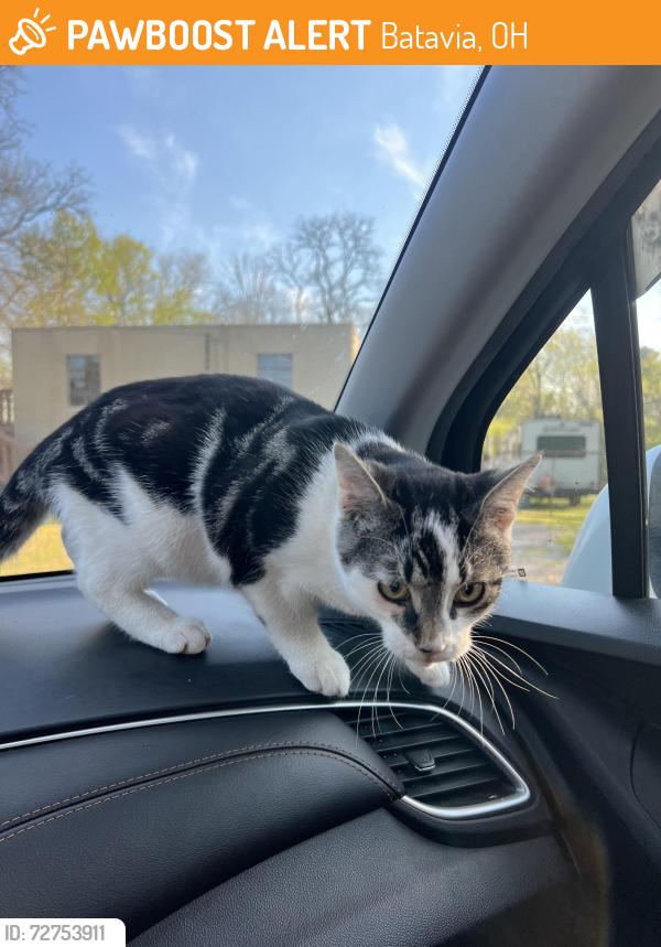 Found/Stray Male Cat last seen river street batavia ohio , Batavia, OH 45103
