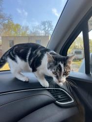 Found/Stray Male Cat last seen river street batavia ohio , Batavia, OH 45103