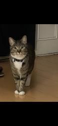 Lost Female Cat last seen Highland ave, Highland, CA 92346