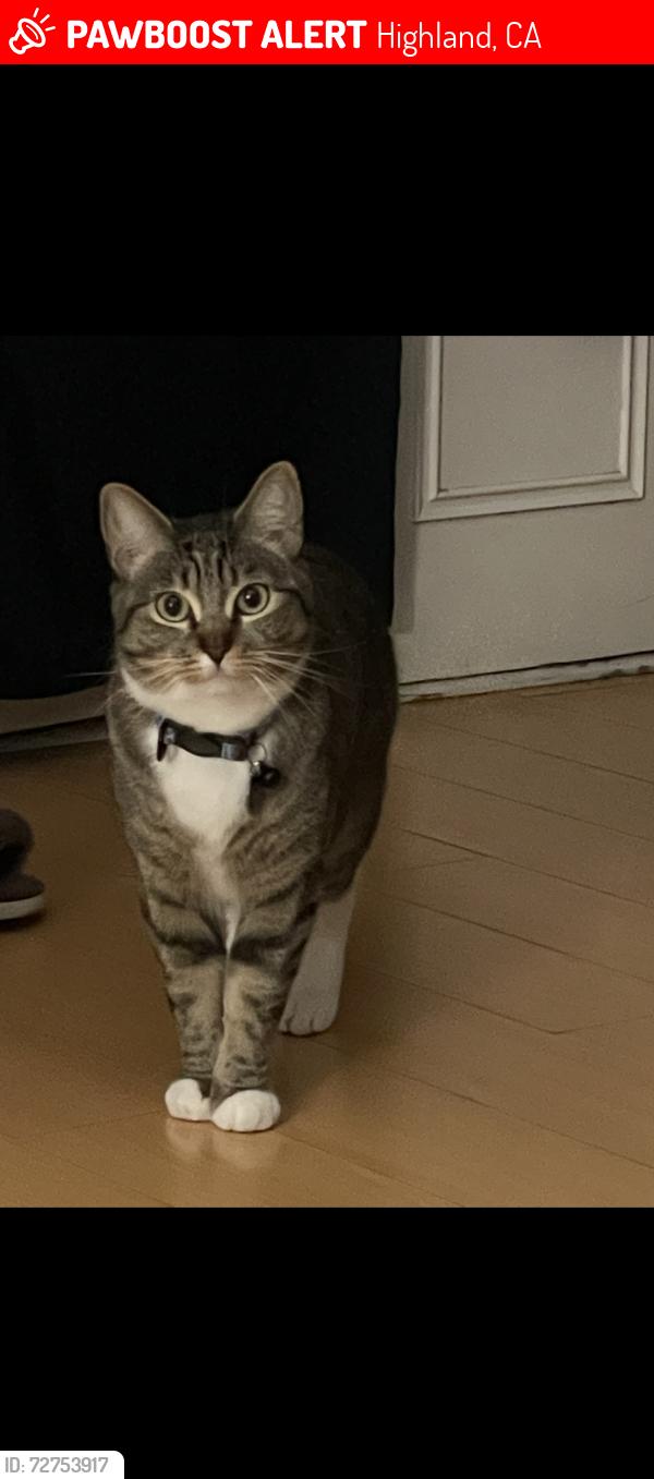 Lost Female Cat last seen Highland ave, Highland, CA 92346