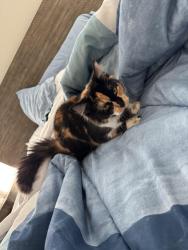 Lost Female Cat last seen San Miguel y Avenida Laurel, Marigold , Poinciana, FL 34758