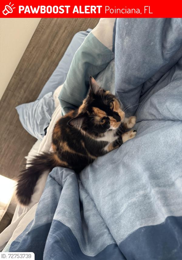 Lost Female Cat last seen San Miguel y Avenida Laurel, Marigold , Poinciana, FL 34758