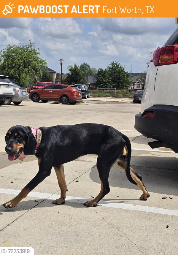 Found/Stray Female Dog last seen Amador and Roverside, Fort Worth, TX 76177