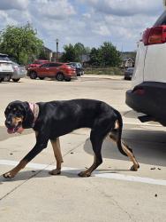 Found/Stray Female Dog last seen Amador and Roverside, Fort Worth, TX 76177