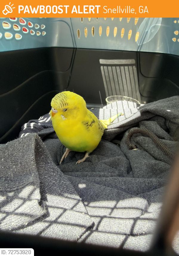 Found/Stray Unknown Bird last seen Lenora Park, Snellville, GA 30039