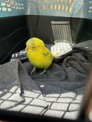 Found/Stray Unknown Bird last seen Lenora Park, Snellville, GA 30039