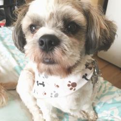 Lost Male Dog last seen Canis Lane and Dewsbury, San Diego, CA 92126