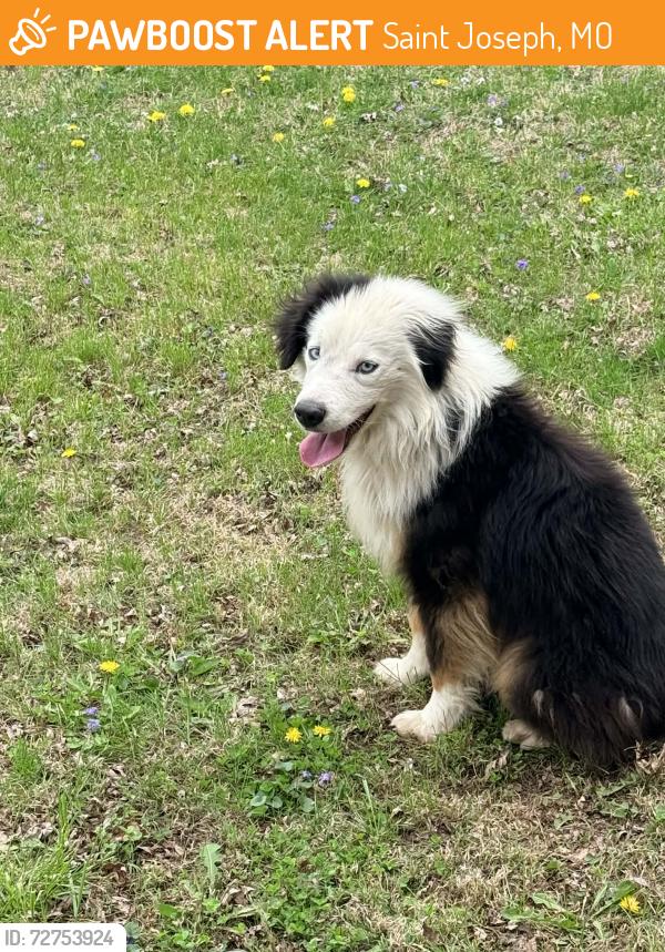 Found/Stray Unknown Dog last seen Old deer park , Saint Joseph, MO 64503