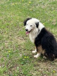 Found/Stray Unknown Dog last seen Old deer park , Saint Joseph, MO 64503