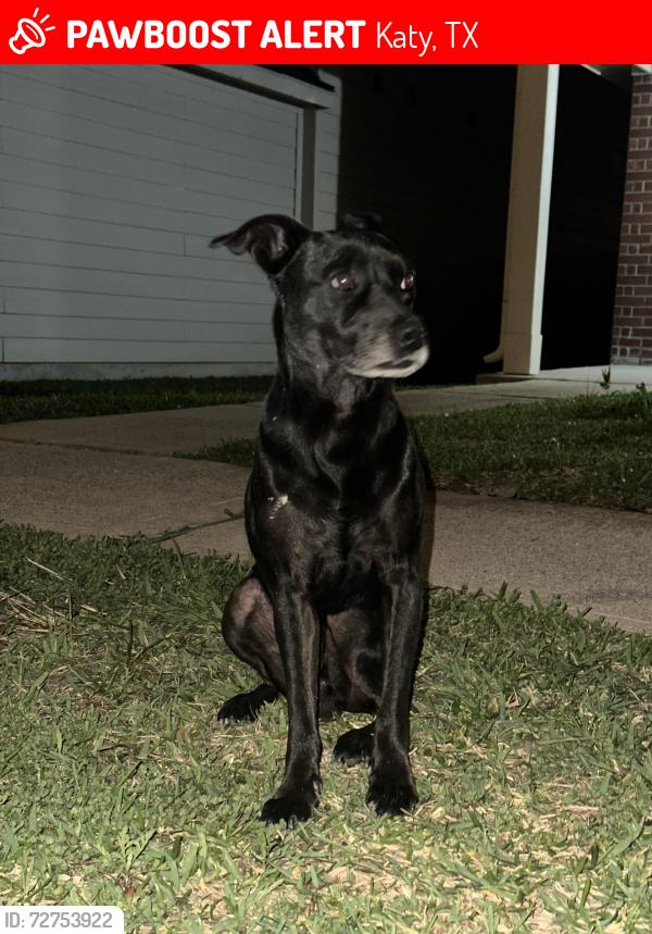Lost Male Dog last seen Near Brescia ln, Katy, Texas 77449, Katy, TX 77449