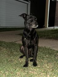 Lost Male Dog last seen Near Brescia ln, Katy, Texas 77449, Katy, TX 77449